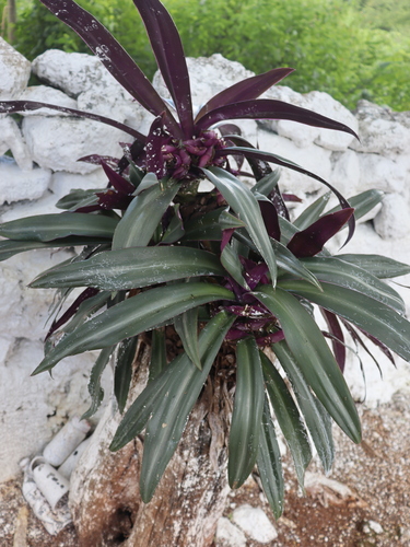 Boat-lily (Tradescantia spathacea)