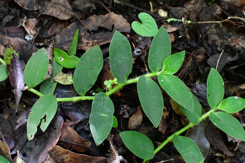 Inch plant (Tradescantia zebrina)