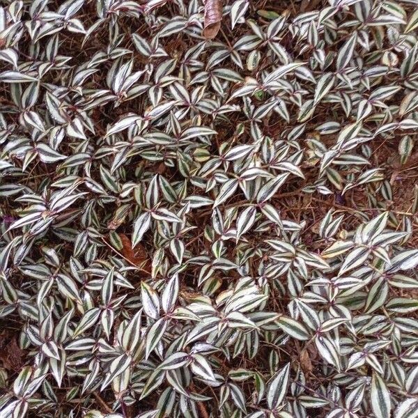 Inch plant (Tradescantia zebrina)