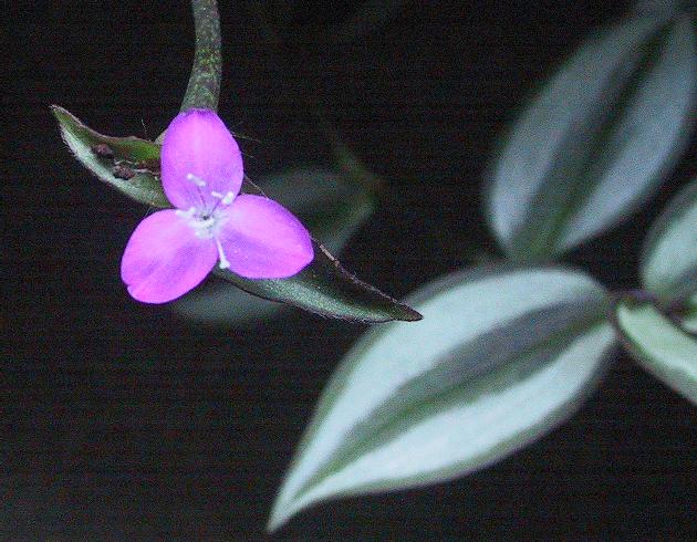Inch plant: Close-up from photo of plant Tradescantia zebrina (formerly Zebrina pendula ), showing flower and zebra-stripe leaves.