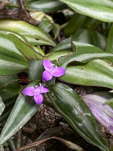 Inch plant (Tradescantia zebrina)