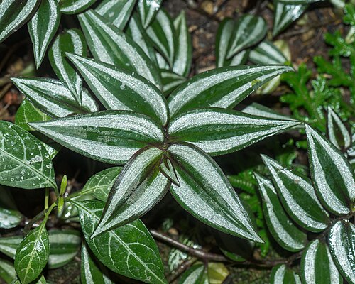 Inch plant: Inchplant ( Tradescantia zebrina ) in a Greenhouse in the Botanischer Garten München-Nymphenburg, Germany.