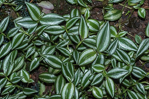 Inch plant: Inchplant ( Tradescantia zebrina ) in a Greenhouse in the Botanischer Garten München-Nymphenburg, Germany.
