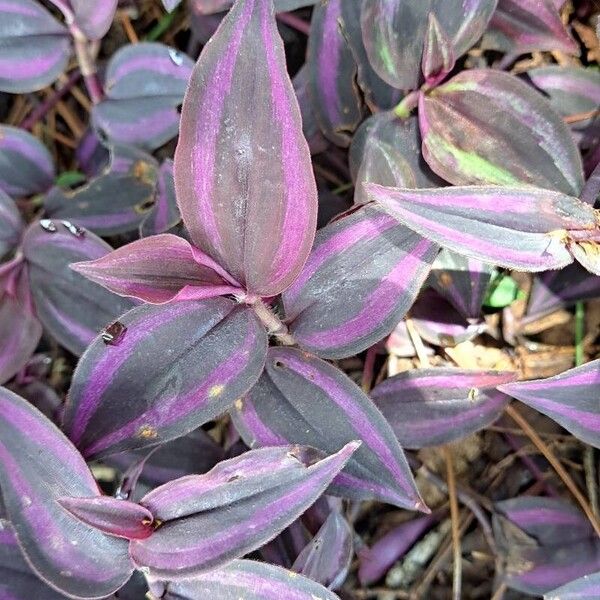 Inch plant (Tradescantia zebrina)