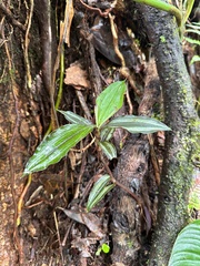 Inch plant (Tradescantia zebrina)