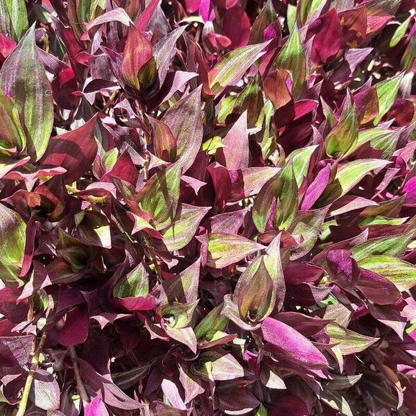 Inch plant (Tradescantia zebrina)