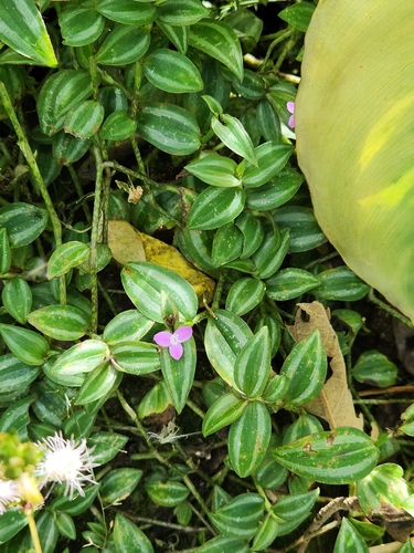 Inch plant (Tradescantia zebrina)