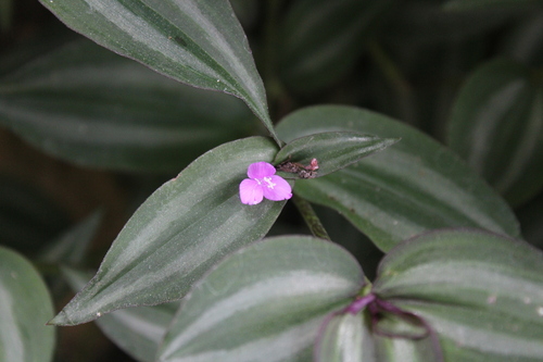 Inch plant