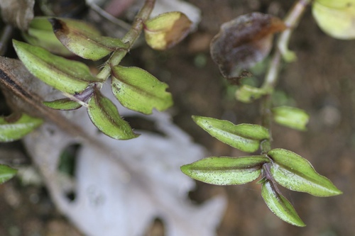 Inch plant (Tradescantia zebrina)