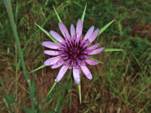 Salsify (Tragopogon porrifolius)