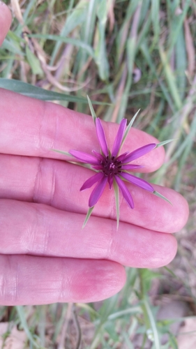 Salsify (Tragopogon porrifolius)