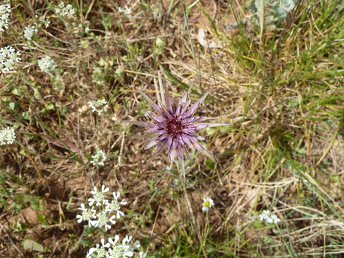 Salsify (Tragopogon porrifolius)