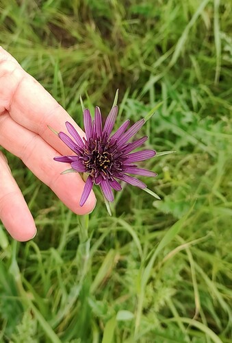 Salsify (Tragopogon porrifolius)