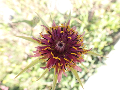 Salsify (Tragopogon porrifolius)
