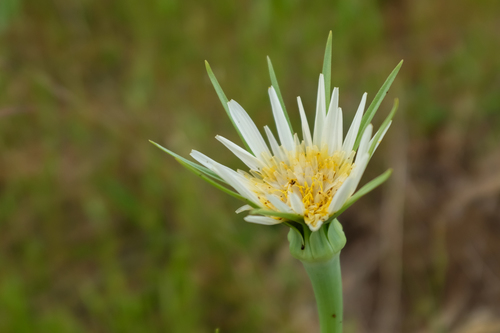 Salsify