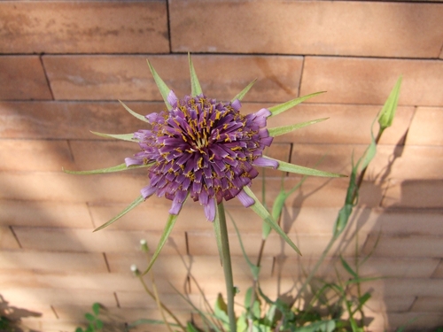 Salsify (Tragopogon porrifolius)