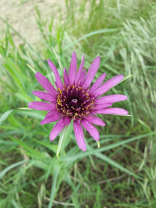 Salsify: Capitulum Taxonym: Tragopogon porrifolius (subsp. porrifolius) ss Fischer et al. EfÖLS 2008 ISBN 978-3-85474-187-9 Location: northeast of Groß-Schweinbarth, dis