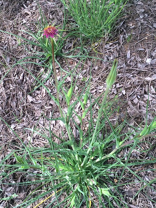 Salsify: Tragopogon porrifolius habit in Dehesa Boyal de Puertollano, Spain .