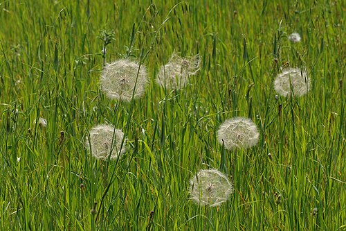 Salsify: Wild purple salsifies (Tragopogon porrifolius subsp. longirostris). Adana, Turkey.