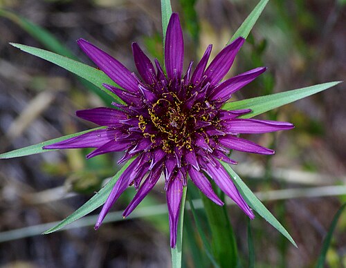 Salsify: CALIFORNIA - FLOWERS of San Luis Obispo Co