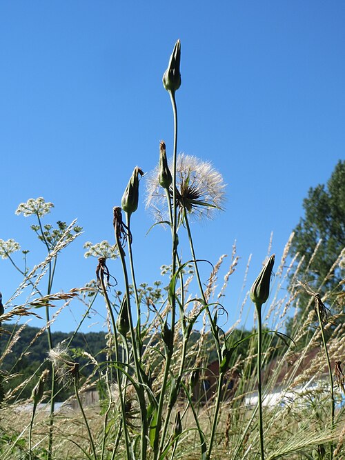 Jack-go-to-bed-at-noon: Wiesen-Bocksbart ( Tragopogon pratensis ) im Almet in Sankt Arnual - deutlich zu unterscheiden vom Großen Bocksbart am kurzen und festen Blütenstiel
