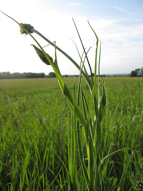Jack-go-to-bed-at-noon: Wiesen-Bocksbart ( Tragopogon pratensis ) im Landschaftsschutsgebiet „Saalbachniederung“ bei Bruchsal