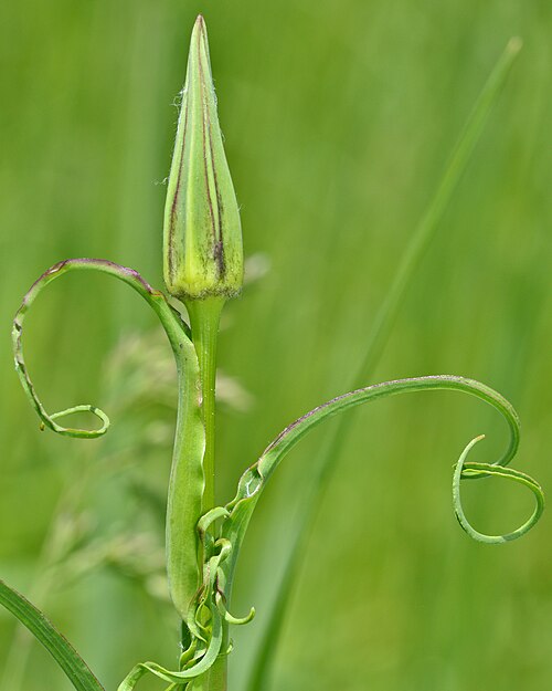 Jack-go-to-bed-at-noon: Meadow Salsify ( Tragopogon pratensis ) in Guelph, Ontario, Canada.