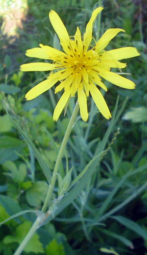 Jack-go-to-bed-at-noon (Tragopogon pratensis)