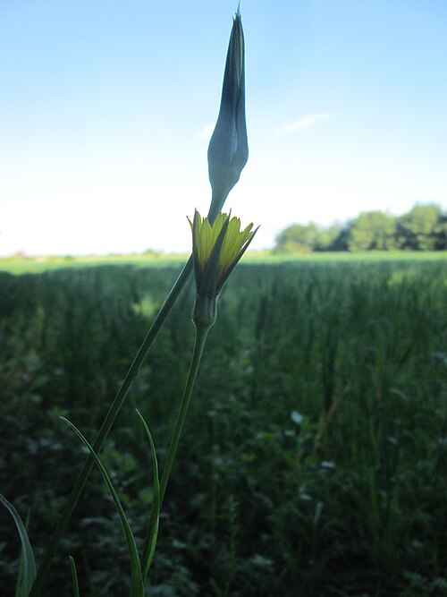 Jack-go-to-bed-at-noon: Wiesen-Bocksbart ( Tragopogon pratensis ) im Naturschutzgebiet „Hochholz-Kapellenbruch“