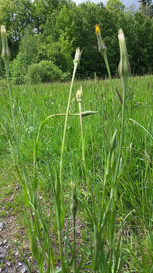 Jack-go-to-bed-at-noon: Tragopogon pratensis , Vyšší Brod , Český Krumlov District, South Bohemian Region, Czechia .