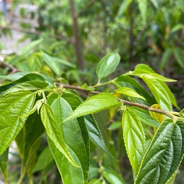 Trema amboinensis (Trema amboinensis)