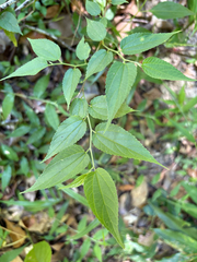 Lesser trema (Trema cannabina)