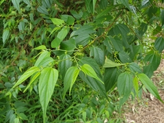 Lesser trema (Trema cannabina)