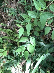 Lesser trema (Trema cannabina)
