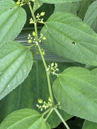 Lesser trema (Trema cannabina)