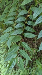 Lesser trema (Trema cannabina)