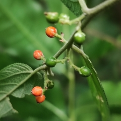 Florida trema (Trema micranthum)