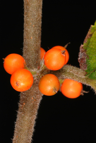 Florida trema (Trema micranthum)