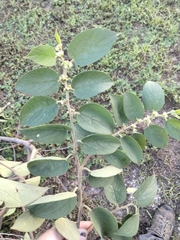 Florida trema (Trema micranthum)
