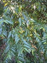 Florida trema (Trema micranthum)