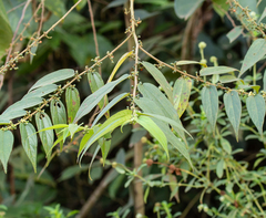 Florida trema (Trema micranthum)