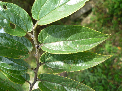 Florida trema (Trema micranthum)