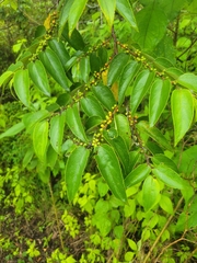 Florida trema (Trema micranthum)