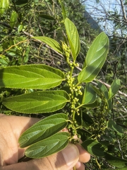 Florida trema (Trema micranthum)