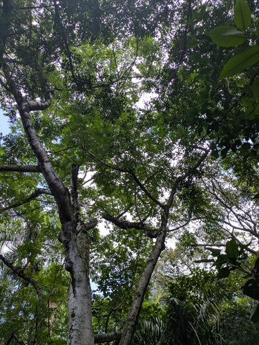 Oriental trema (Trema orientale)