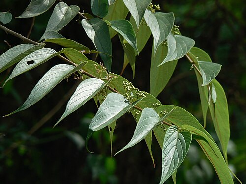 Oriental trema: Oriental trema