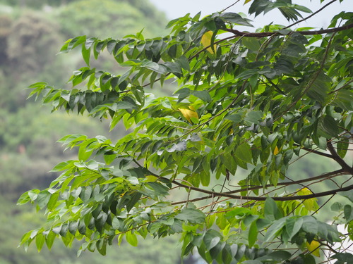 Oriental trema (Trema orientale)