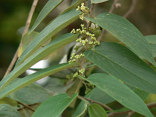 Oriental trema: Oriental trema