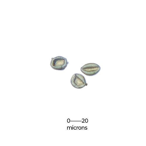 Oriental trema: Pollen grains of Trema orientale