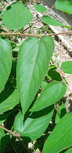 Oriental trema (Trema orientale)